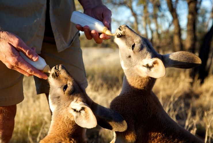 Kängurus, die mit Flaschen gefüttert werden, The Kangaroo Sanctuary, Alice Springs, Northern Territory © The Kangaroo Sanctuary Kängurus, die mit Flaschen gefüttert werden, The Kangaroo Sanctuary, Alice Springs, Northern Territory © The Kangaroo Sanctuary