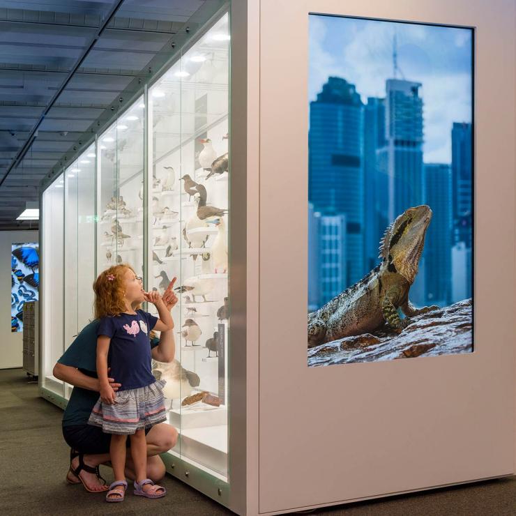 Kinder und Eltern schauen sich Exponate im Discovery Centre at Queensland Museum an, Brisbane, Queensland © Queensland Museum Network Kinder und Eltern schauen sich Exponate im Discovery Centre at Queensland Museum an, Brisbane, Queensland © Queensland Museum Network