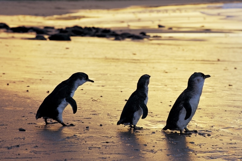 Zwergpinguine, Phillip Island Nature Park, Victoria © Phillip Island Nature Park Zwergpinguine, Phillip Island Nature Park, Victoria © Phillip Island Nature Park
