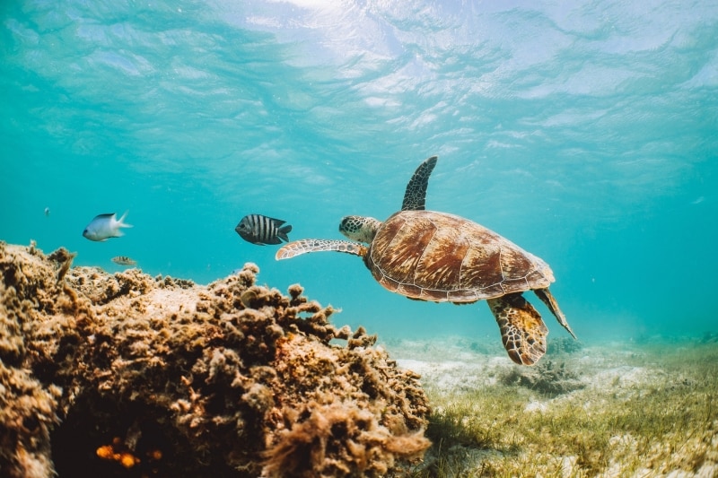 Lizard Island, Great Barrier Reef, Queensland © Tourism Australia Lizard Island, Great Barrier Reef, Queensland © Tourism Australia