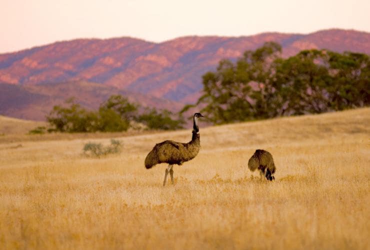 Emus, Arkaba, Flinders Ranges, Südaustralien © Wild Bush Luxury Emus, Arkaba, Flinders Ranges, Südaustralien © Wild Bush Luxury