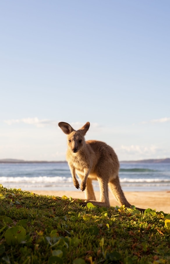 Diamond Head Beach, Crowdy Bay National Park, New South Wales © Tourism Australia