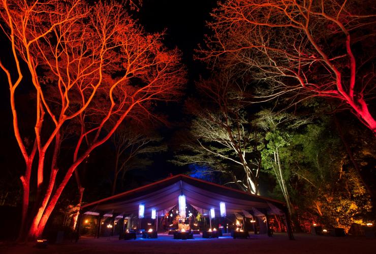 Flames of the Forest, Port Douglas, Queensland © Flames of the Forest Flames of the Forest, Port Douglas, Queensland © Flames of the Forest