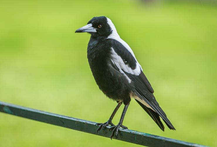 A magpie sitting on a steel bar © Chris Stenger/Unsplash A magpie sitting on a steel bar © Chris Stenger/Unsplash
