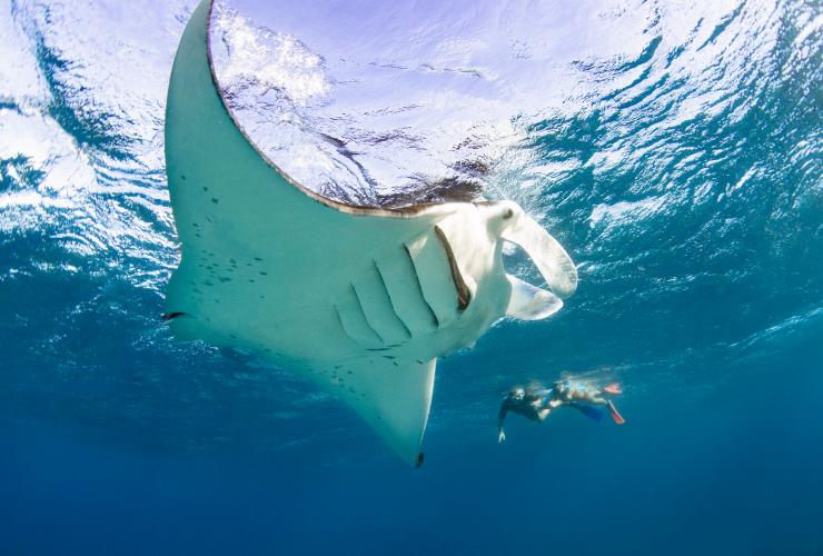 Snorkelers swim next to a manta ray on Lady Elliot Island © Tourism and Events Queensland Snorkelers swim next to a manta ray on Lady Elliot Island © Tourism and Events Queensland