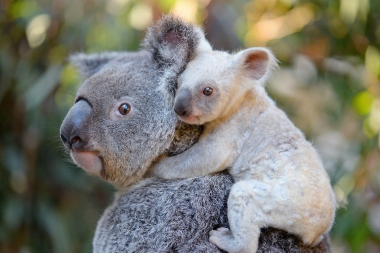 White koala joey with mum Tia at Australia Zoo in Beerwah in Queensland © Ben Beaden / Australia Zoo White koala joey with mum Tia at Australia Zoo in Beerwah in Queensland © Ben Beaden / Australia Zoo