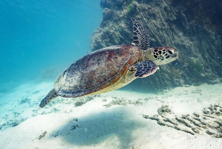 Turtle, Heron Island, QLD © James Vodicka Turtle, Heron Island, QLD © James Vodicka
