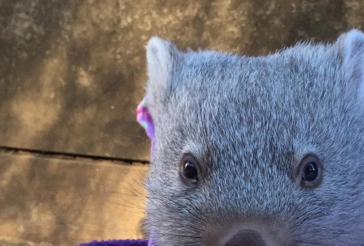 Wombat, Bonorong Wildlife Sanctuary, TAS © Tourism Australia Wombat, Bonorong Wildlife Sanctuary, TAS © Tourism Australia