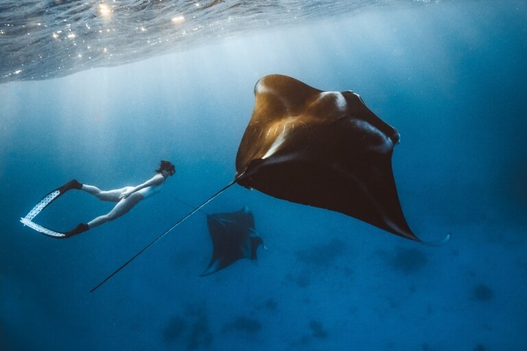 A woman snorkelling underwater with two manta rays near Lady Elliot Island, Great Barrier Reef, Queensland © Tourism and Events Queensland A woman snorkelling underwater with two manta rays near Lady Elliot Island, Great Barrier Reef, Queensland © Tourism and Events Queensland