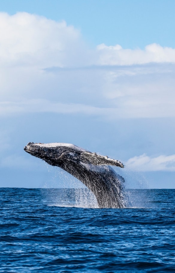 A whale leaping out of the ocean during a tour with Dive Jervis Bay, Jervis Bay, New South Wales © Jordan Robins