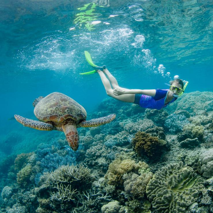 Snorkelling with a turtle on the Great Barrier Reef © Tourism and Events Queensland Snorkelling with a turtle on the Great Barrier Reef © Tourism and Events Queensland