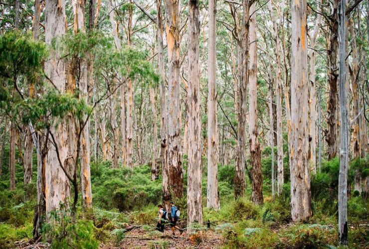 Boranup Forest, Margaret River region, WA © Elements Margaret River Boranup Forest, Margaret River region, WA © Elements Margaret River