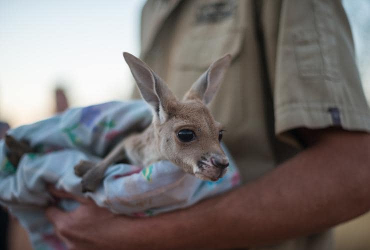 Kangaroo joey at The Kangaroo Sanctuary in Alice Springs, Northern Territory © Tourism NT/Matt Glastonbury Kangaroo joey at The Kangaroo Sanctuary in Alice Springs, Northern Territory © Tourism NT/Matt Glastonbury