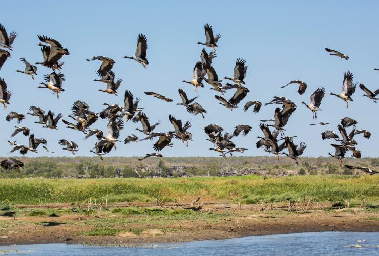 A flock of birds flying over wetlands at Bamurru Plains © Lords Kakadu & Arnhemland Safaris A flock of birds flying over wetlands at Bamurru Plains © Lords Kakadu & Arnhemland Safaris
