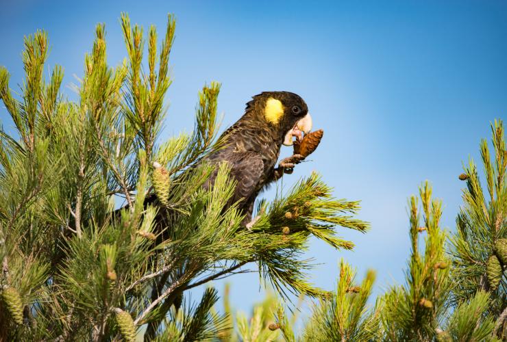 A yellow-tailed Cockatoo in a tree on Kangaroo Island © Exceptional Kangaroo Island A yellow-tailed Cockatoo in a tree on Kangaroo Island © Exceptional Kangaroo Island
