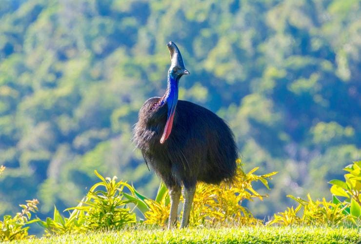A Southern Cassowary in Daintree National Park © FNQ Nature Tours A Southern Cassowary in Daintree National Park © FNQ Nature Tours
