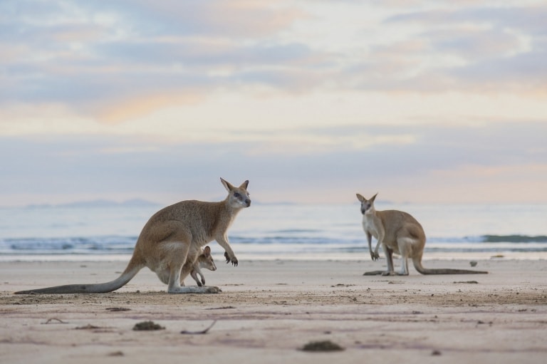 Kangaroos on the beach at sunset at Cape Hillsborough National Park in Queensland © Tourism and Events Queensland Kangaroos on the beach at sunset at Cape Hillsborough National Park in Queensland © Tourism and Events Queensland
