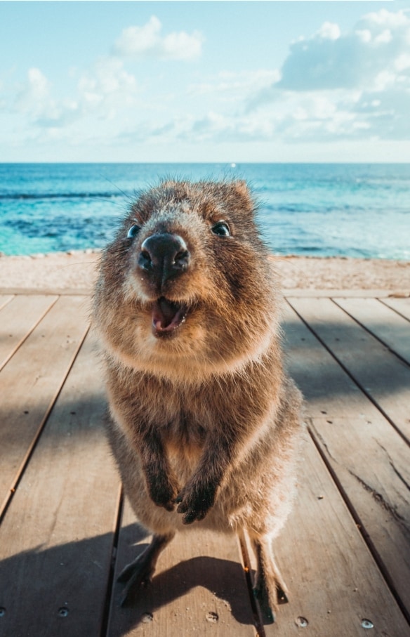 Quokka smiling at the camera on Rottnest Island, Western Australia © Tourism Western Australia