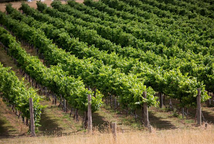 Clonakilla Wines, Murrumbateman, NSW © VisitCanberra Clonakilla Wines, Murrumbateman, NSW © VisitCanberra