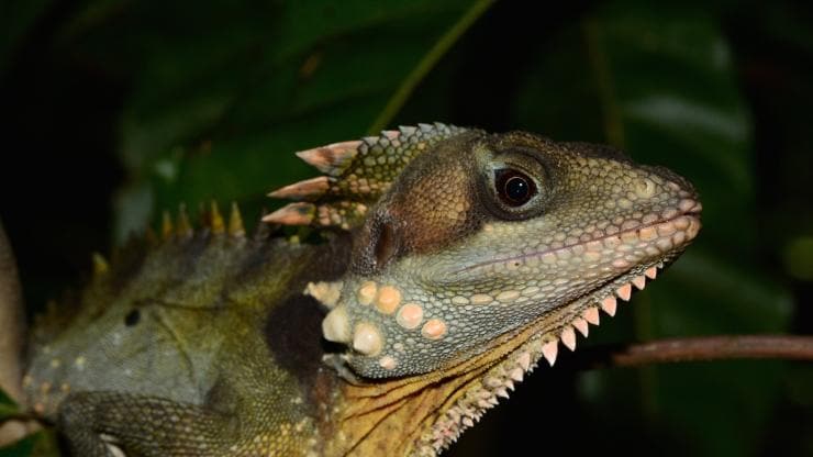 Boyds forest dragon, FNQ Nature Tours, Daintree National Park, QLD © FNQ Nature Tours Boyds forest dragon, FNQ Nature Tours, Daintree National Park, QLD © FNQ Nature Tours