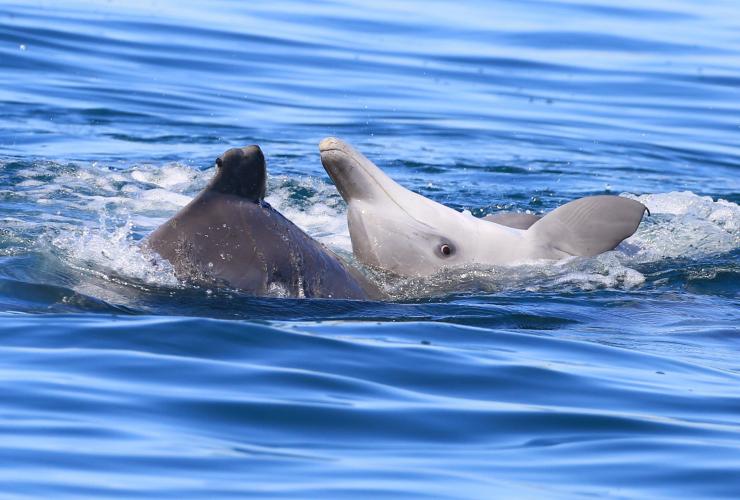 Bottlenose dolphins spotted during a Dolphin Research Exhibition in Moreton Bay © Dolphin Research Australia Bottlenose dolphins spotted during a Dolphin Research Exhibition in Moreton Bay © Dolphin Research Australia