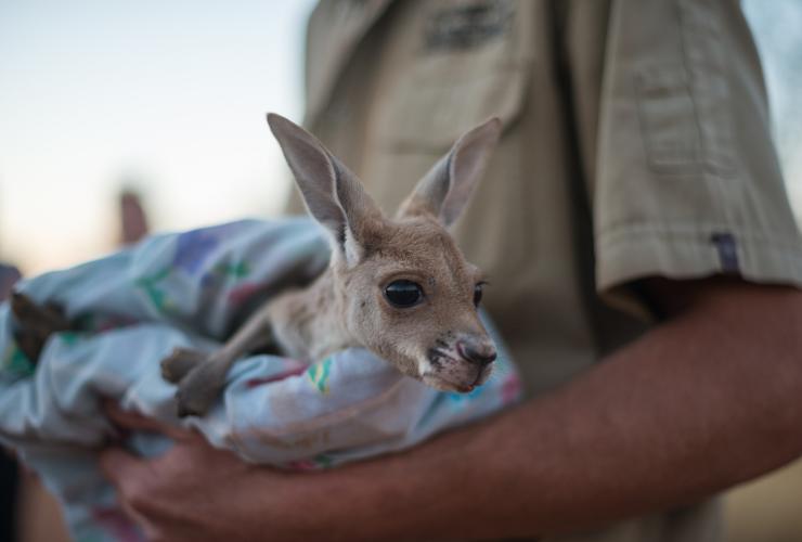 Kangaroo joey at The Kangaroo Sanctuary in Alice Springs, Northern Territory © Tourism NT/Matt Glastonbury Kangaroo joey at The Kangaroo Sanctuary in Alice Springs, Northern Territory © Tourism NT/Matt Glastonbury