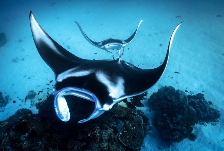 Manta ray, Lady Elliot Island, QLD © James Vodicka Manta ray, Lady Elliot Island, QLD © James Vodicka