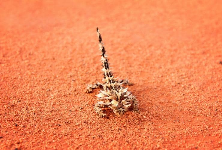 A thorny devil on red dirt at Uluru-Kata Tjuta National Park © Tourism Australia A thorny devil on red dirt at Uluru-Kata Tjuta National Park © Tourism Australia