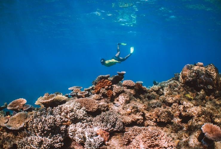 Ocean Safari, Mackay Reef, QLD © Tourism Australia Ocean Safari, Mackay Reef, QLD © Tourism Australia