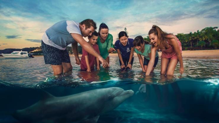 Wild dolphin feeding at Tangalooma Island Resort, Moreton Island, QLD © Brisbane Marketing Wild dolphin feeding at Tangalooma Island Resort, Moreton Island, QLD © Brisbane Marketing