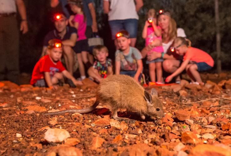 Nocturnal Tour at the Alice Springs Desert Park, Alice Springs, Northern Territory © Alice Springs Desert Park Nocturnal Tour at the Alice Springs Desert Park, Alice Springs, Northern Territory © Alice Springs Desert Park