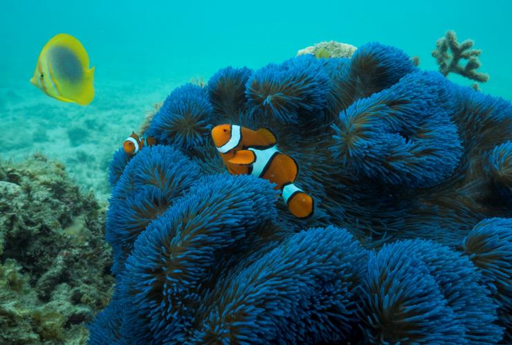 Blue anemone with clownfish, Frankland Islands, QLD © Phil Warring Blue anemone with clownfish, Frankland Islands, QLD © Phil Warring