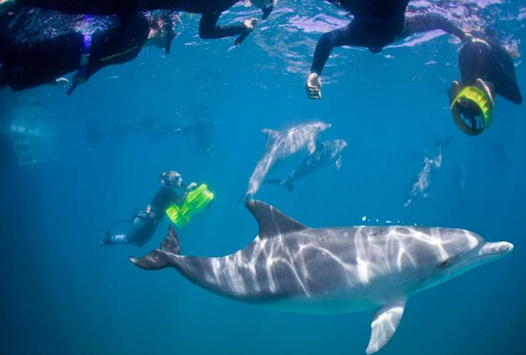 Swim with dolphins, Rockingham Wild Encounters, Rockingham, WA © Rockingham Wild Encounters Swim with dolphins, Rockingham Wild Encounters, Rockingham, WA © Rockingham Wild Encounters