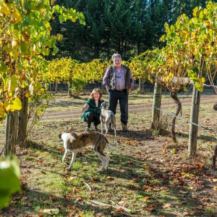 Dogs in the vineyard of Little river wines © Little river wines Dogs in the vineyard of Little river wines © Little river wines