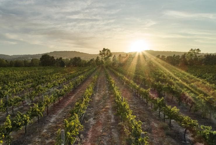 Vineyard grounds of Faber Vineyard in Swan Valley © Francis Andrich Vineyard grounds of Faber Vineyard in Swan Valley © Francis Andrich