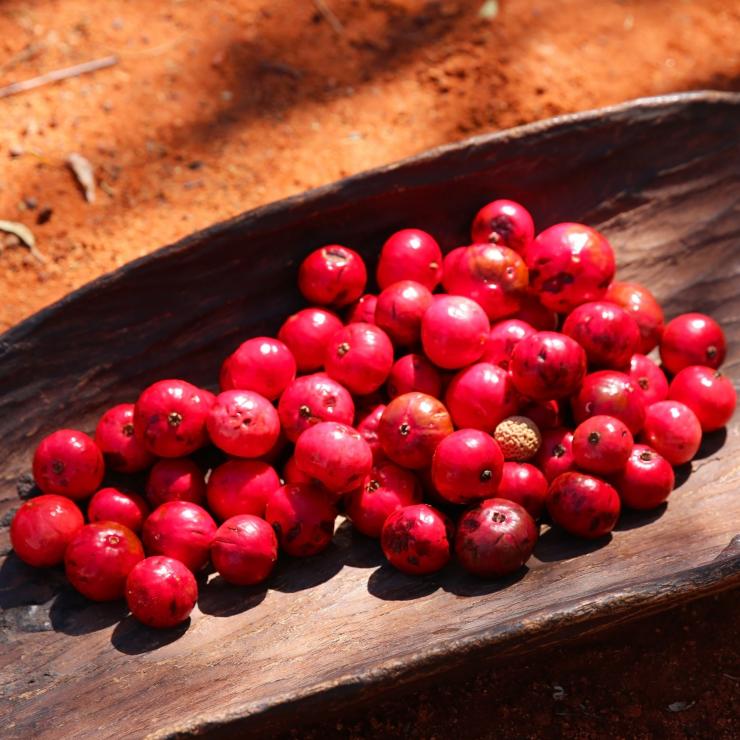 Quandongs on a wooden tray in Uluṟu-Kata Tjuṯa National Park © Tourism Australia Quandongs on a wooden tray in Uluṟu-Kata Tjuṯa National Park © Tourism Australia