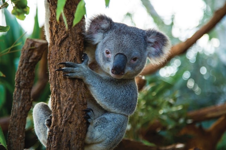 Koala at WILD LIFE Sydney Zoo, Sydney, NSW © Tourism Australia Koala at WILD LIFE Sydney Zoo, Sydney, NSW © Tourism Australia