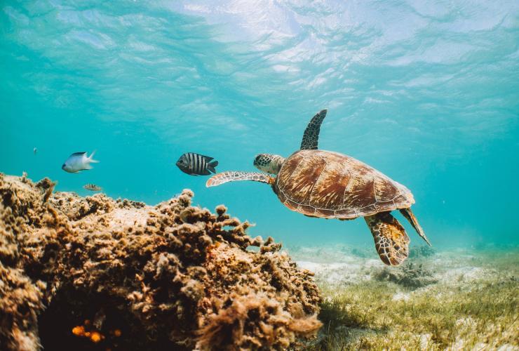 Turtle swimming underwater at the Great Barrier Reef © Tourism Australia Turtle swimming underwater at the Great Barrier Reef © Tourism Australia