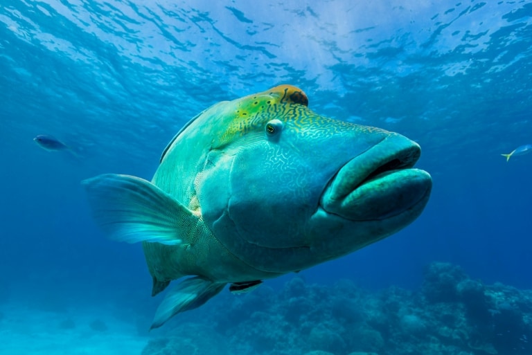 Maori Wrasse, Great Barrier Reef, QLD © Andrew Watson Maori Wrasse, Great Barrier Reef, QLD © Andrew Watson