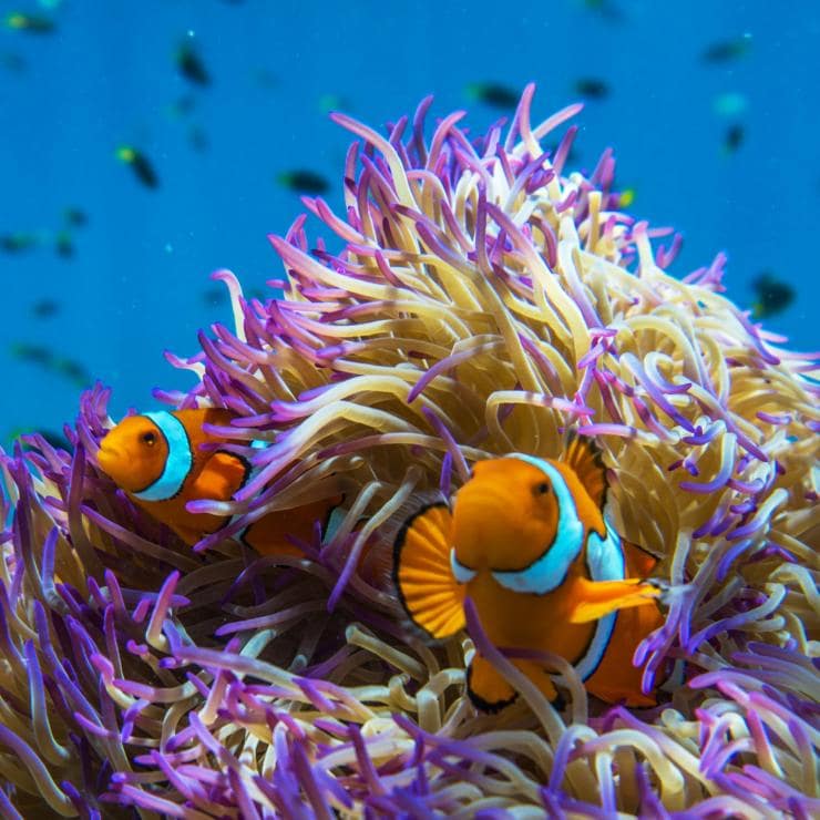 Clownfish, Frankland Islands, QLD © Phil Warring Clownfish, Frankland Islands, QLD © Phil Warring
