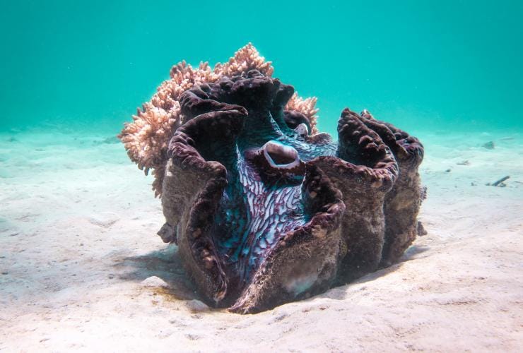 Giant Clam, Coral Gardens, QLD © Jemma Craig/Tourism and Events Queensland Giant Clam, Coral Gardens, QLD © Jemma Craig/Tourism and Events Queensland