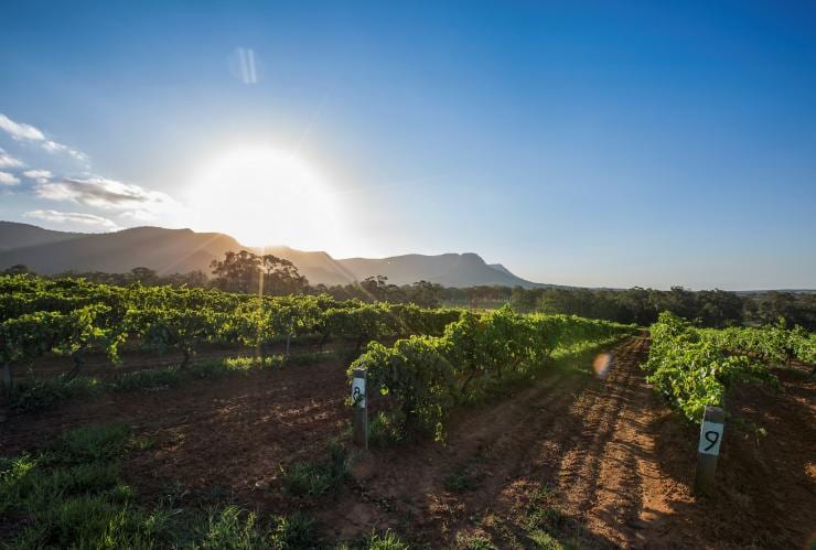 Tyrrell's Wines, Hunter Valley, NSW © Destination NSW Tyrrell's Wines, Hunter Valley, NSW © Destination NSW