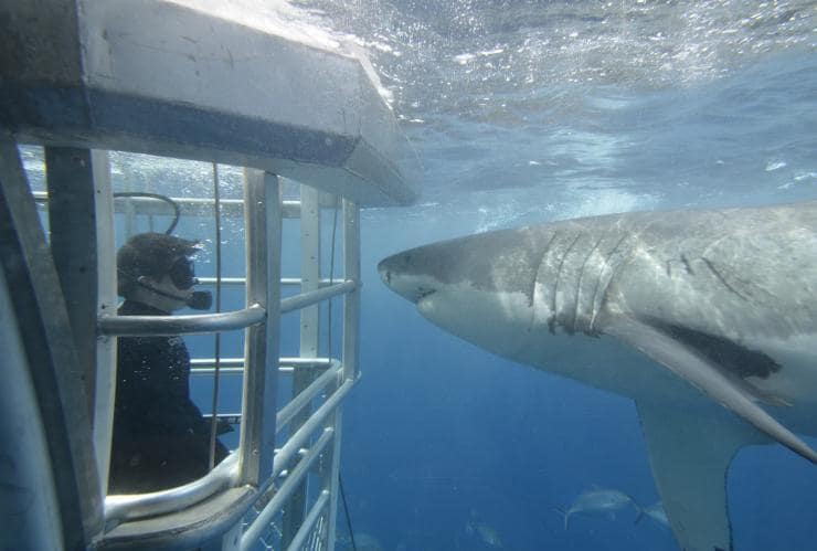 Shark cage diving, Port Lincoln, SA © Calypso Star Charters Shark cage diving, Port Lincoln, SA © Calypso Star Charters