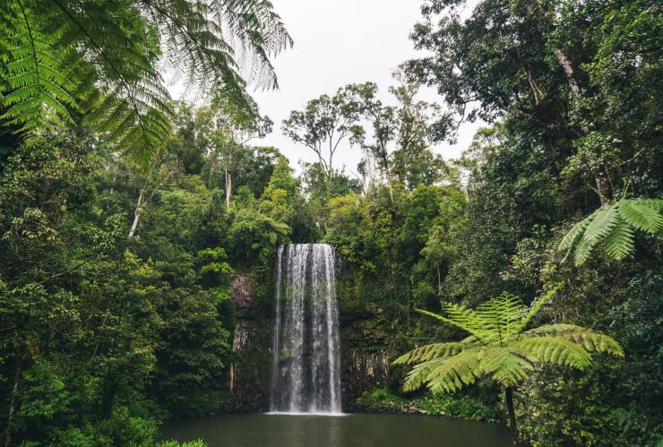 Millaa Millaa Falls, Millaa Millaa, QLD © Scott Pass Millaa Millaa Falls, Millaa Millaa, QLD © Scott Pass