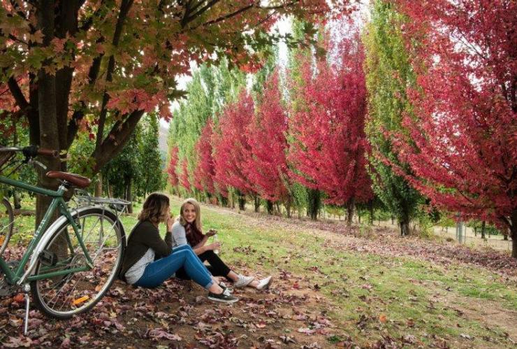 Nightingales Apple Orchards, Bright, High Country, VIC © Visit Victoria Nightingales Apple Orchards, Bright, High Country, VIC © Visit Victoria