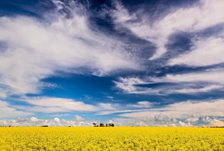 Champs de canola, RM Williams Way, Clare Valley, SA © John Montesi Champs de canola, RM Williams Way, Clare Valley, SA © John Montesi