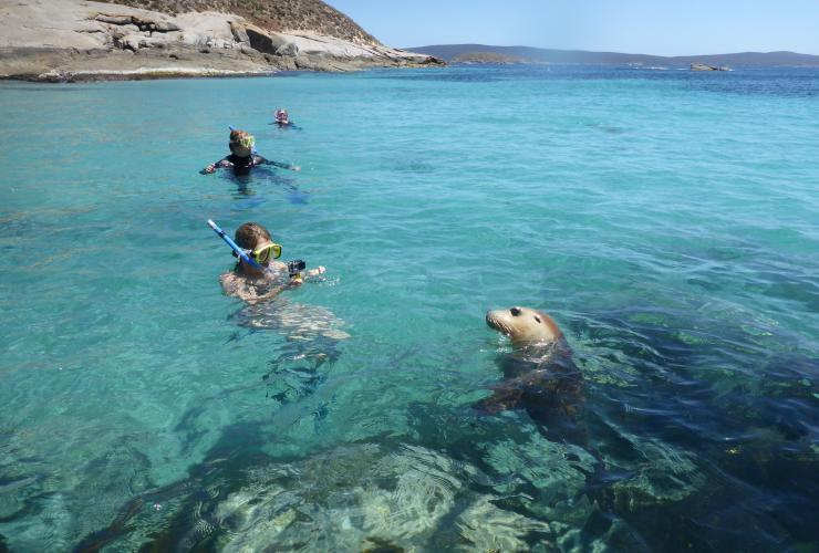 Lions de mer, Port Lincoln, Eyre Peninsula, SA © Calypso Star Charters Lions de mer, Port Lincoln, Eyre Peninsula, SA © Calypso Star Charters