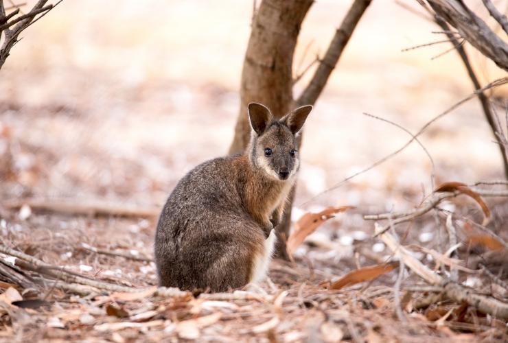 Wallaby de l'île Eugène, Exceptional Kangaroo Island, Kangaroo Island, SA © Exceptional Kangaroo Island Wallaby de l'île Eugène, Exceptional Kangaroo Island, Kangaroo Island, SA © Exceptional Kangaroo Island