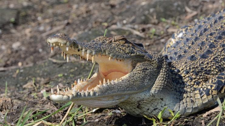 Crocodile marin, Lords Kakadu & Arnhemland Safaris, Kakadu National Park NT © Lords Kakadu & Arnhemland Safaris Crocodile marin, Lords Kakadu & Arnhemland Safaris, Kakadu National Park NT © Lords Kakadu & Arnhemland Safaris