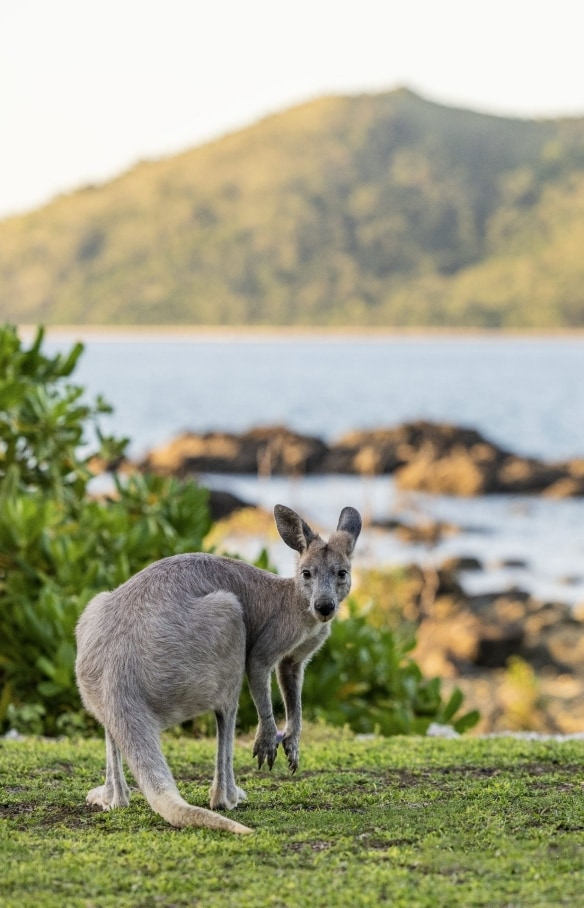 Un kangourou fixant l'objectif de l'appareil photo sur Daydream Island, Whitsundays, Queensland © Tourism Australia